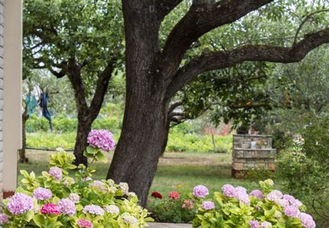 Ferienwohnung in Fažana - 50 Shades of Blue - Blumen C Ferienwohnung in Fažana - 50 Shades of Blue - Blumen C