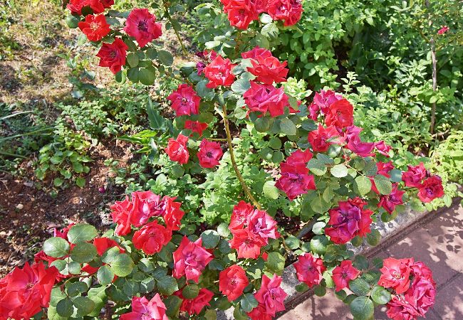 Ferienwohnung in Fažana - Schönes Apartment mit einem Schlafzimmer - Flowers A Ferienwohnung in Fažana - Schönes Apartment mit einem Schlafzimmer - Flowers A