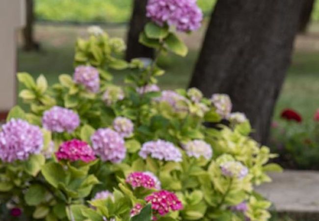 Ferienwohnung in Fažana - Schönes Apartment mit einem Schlafzimmer - Flowers A Ferienwohnung in Fažana - Schönes Apartment mit einem Schlafzimmer - Flowers A