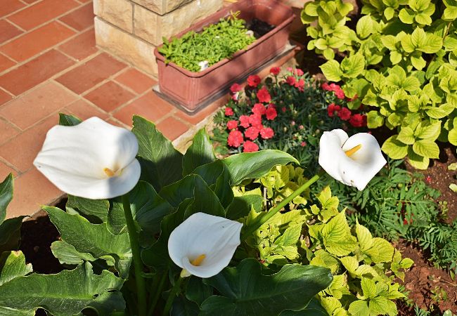 Ferienwohnung in Fažana - Schönes Apartment mit einem Schlafzimmer - Flowers A Ferienwohnung in Fažana - Schönes Apartment mit einem Schlafzimmer - Flowers A