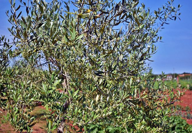 Ferienwohnung in Fažana - Schönes Apartment mit einem Schlafzimmer - Flowers A Ferienwohnung in Fažana - Schönes Apartment mit einem Schlafzimmer - Flowers A