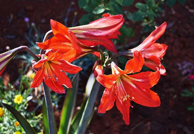 Ferienwohnung in Fažana - Schönes Apartment mit einem Schlafzimmer - Flowers A Ferienwohnung in Fažana - Schönes Apartment mit einem Schlafzimmer - Flowers A