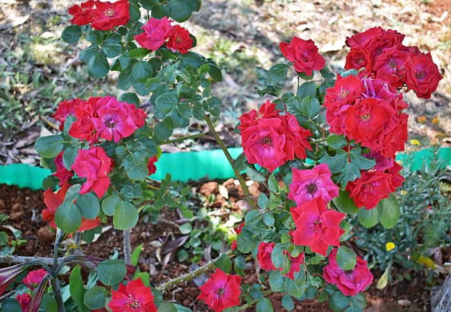 Ferienwohnung in Fažana - Schönes Apartment mit einem Schlafzimmer - Flowers A Ferienwohnung in Fažana - Schönes Apartment mit einem Schlafzimmer - Flowers A