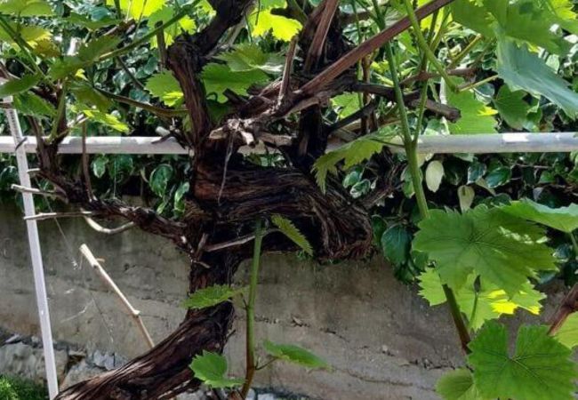 Ferienhaus in Pašman - Jadranka-Steinhaus - Haus mit drei Schlafzimmern und Terrasse Ferienhaus in Pašman - Jadranka-Steinhaus - Haus mit drei Schlafzimmern und Terrasse