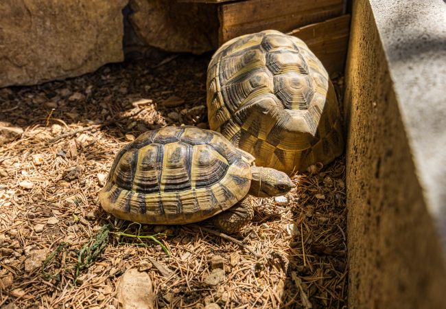 Studio in Pula - City Center Amphitheater Studio B Studio in Pula - City Center Amphitheater Studio B
